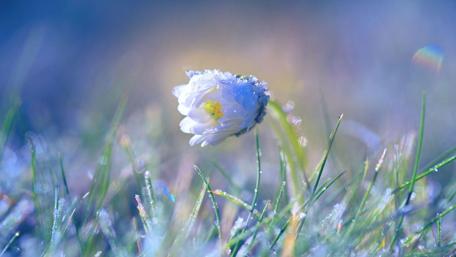 Delicate Daisy Bloom in Frosty Grass wallpaper