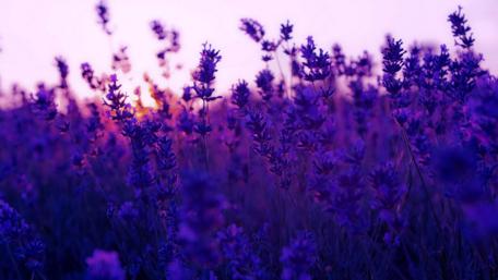 Lavender Field Serenity wallpaper