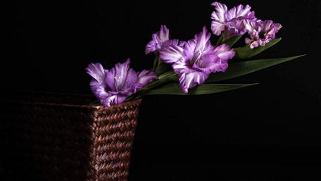 Elegant Purple Orchid Arrangement for Your Space wallpaper
