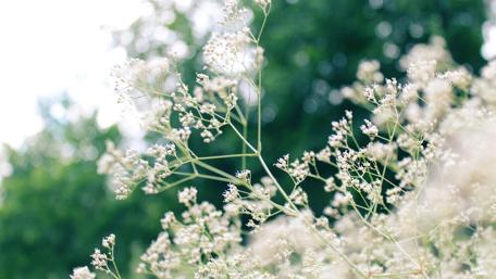 Delicate Blurry Flowers in Natural Light wallpaper