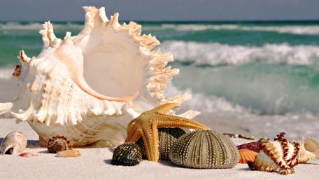 Seaside Serenity in Summer wallpaper