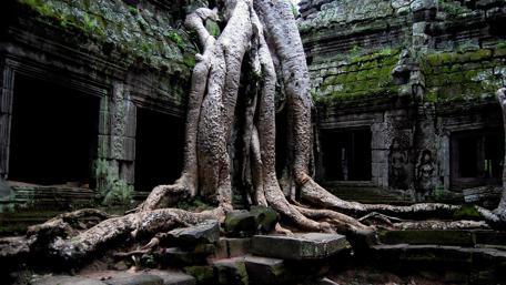 Whispers of the Ancient Temple Roots wallpaper