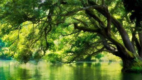 Serene Reflections of Nature's Beauty wallpaper