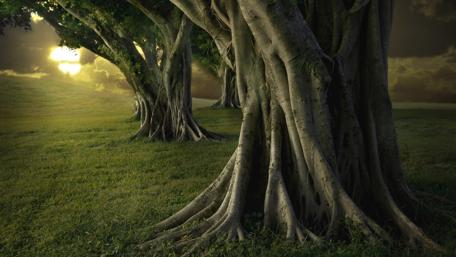 Mystical Ancient Forest at Dusk wallpaper