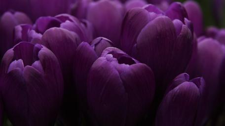 Vibrant Purple Tulips in Full Bloom wallpaper