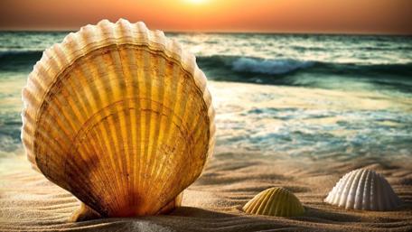 Sunset Bliss on a Sandy Shoreline wallpaper