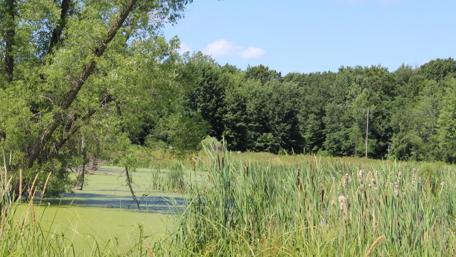 Serene Wetlands Surrounded by Lush Trees and Greenery wallpaper