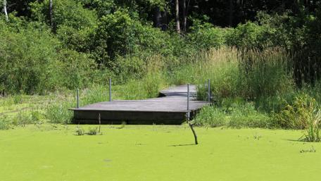 Tranquil Swamp Dock Landscape wallpaper