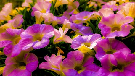 Vibrant Bloom Symphony in the Garden wallpaper