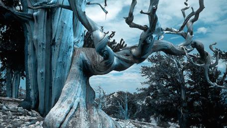 Ethereal Blue Landscape with Ancient Tree wallpaper