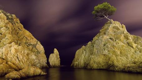 Lonely Tree by the Sea at Night wallpaper
