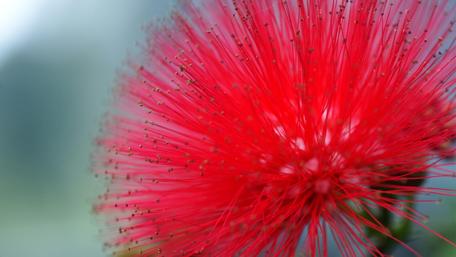 Vibrant Red Flower Close-Up Beauty wallpaper
