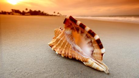 Shell on Serene Beach at Sunset wallpaper