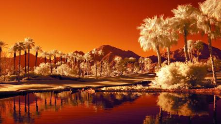 Infrared Oasis in Palm Springs wallpaper