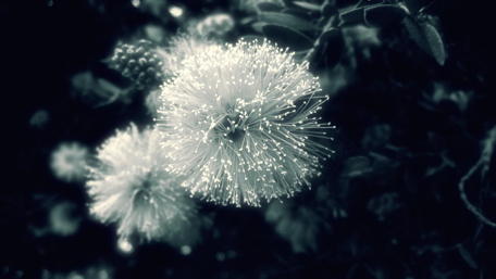 Mystical Monochrome Flower in Black and White wallpaper