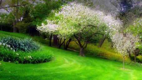 Spring Bloom on Lush Hillside wallpaper