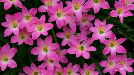 Vibrant Pink Floral Elegance wallpaper