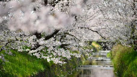 Blossoms by the Canal in Springtime wallpaper