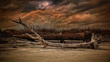 Twilight Serenity Over Coastal Logs wallpaper