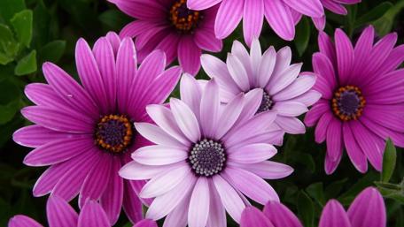 Vibrant Purple Flower Blooming Beauty wallpaper