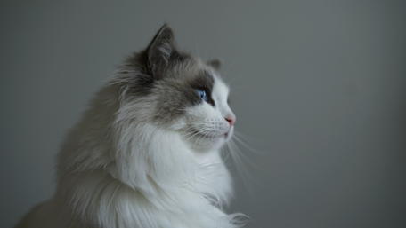 Elegant Cat Portrait in Soft Light wallpaper