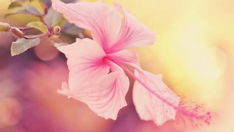 Delicate Pink Hibiscus Blooming Brightly wallpaper