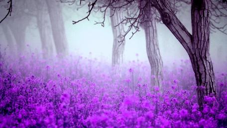 Mystical Spring Forest in Bloom wallpaper