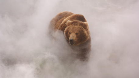 Bear in the Misty Fog wallpaper
