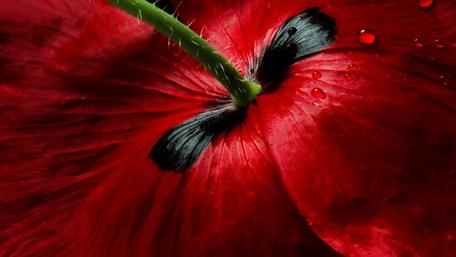 Vivid Red Poppy Macro Beauty wallpaper