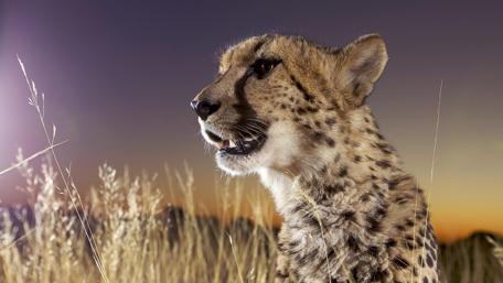 Cheetah in the sunset wallpaper