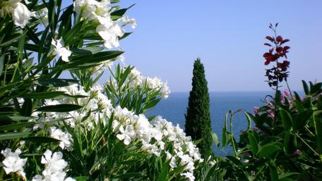 Serene Coastal View with Lush Flora wallpaper