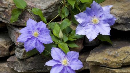 Elegant Blue Clematis Among Natural Stones wallpaper
