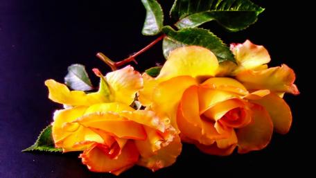 Beautiful Yellow Roses on Black Background wallpaper