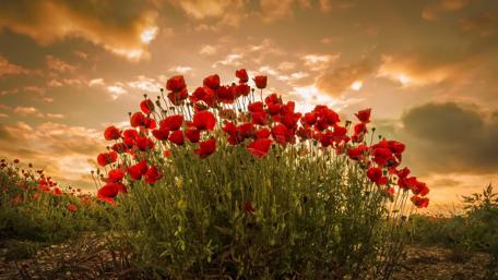 Poppies in a Golden Sky wallpaper