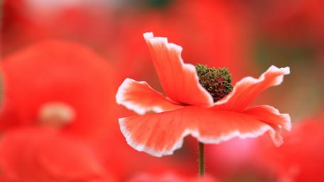 Vibrant Red Poppy Embracing Nature's Beauty wallpaper