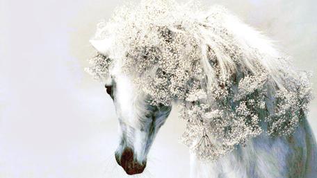 Majestic White Horse Amidst Floral Elegance wallpaper