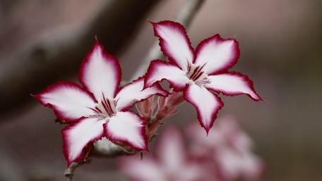 Elegant Desert Rose Blossoms in Soft Focus wallpaper