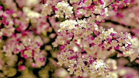 Vibrant Blossoms in Blooming Splendor wallpaper
