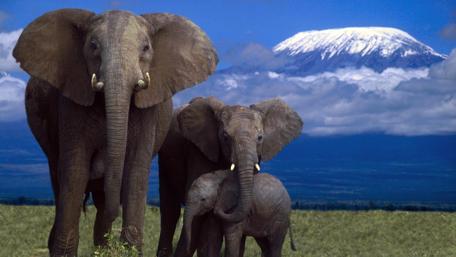 Majestic Elephants and Snowy Mountains wallpaper