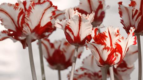 Parrot Tulips in Bloom: A Garden Delight wallpaper