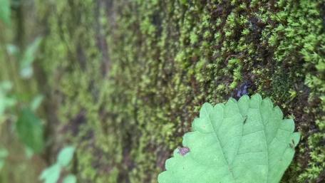 Lush Green Moss on Tree Trunk Wallpaper wallpaper