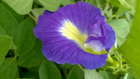 Vibrant Purple Blossom Among Greenery wallpaper