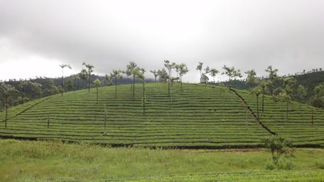 Lush Green Tea Gardens of India wallpaper
