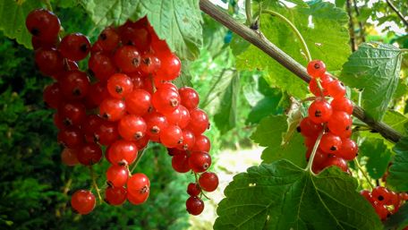 Vibrant Red Currants in Nature's Embrace wallpaper