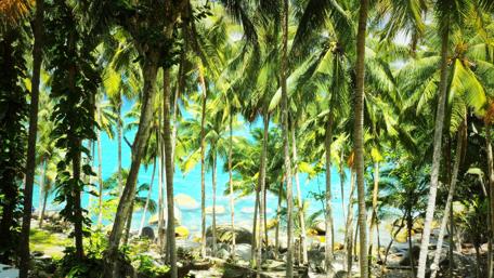 Tropical Paradise with Lush Palm Trees wallpaper