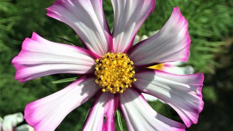 Vibrant Blossom in Full Bloom wallpaper
