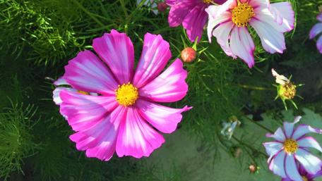 Vibrant Pink Blooms in a Garden Scene wallpaper