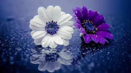 Raindrops and flowers wallpaper