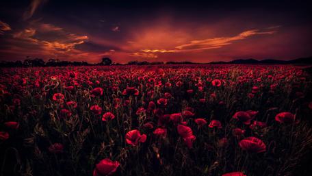 Poppy field in the sunset wallpaper
