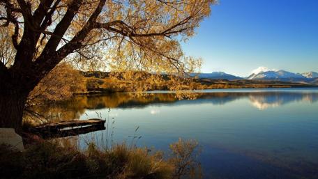 Lone Tree of Lake Alexandrina New Zealand wallpaper